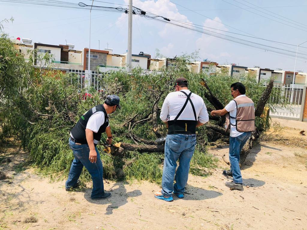MONITOREO PERMANENTEMENTE DE ÁRBOLES Y ESPECTACULARES POR TEMPORADA DE LLUVIAS: PC DE&nbsp;SOLEDAD