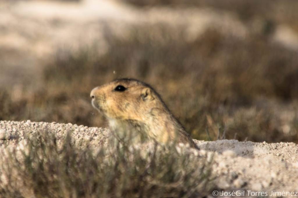 PERRITO DE LA PRADERA REGRESA AL&nbsp;ALTIPLANO