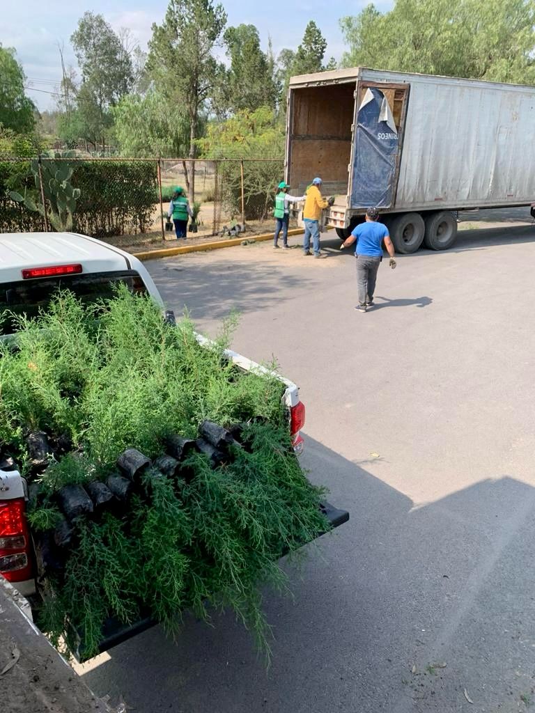 ENTREGA GOBIERNO 200 MIL ARBOLITOS PARA LA SIERRA DE SAN&nbsp;MIGUELITO