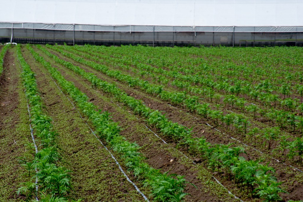 PREPARA AYUNTAMIENTO SOLEDENSE ENTREGA DE APOYOS AGRÍCOLAS A PRODUCTORES&nbsp;LOCALES
