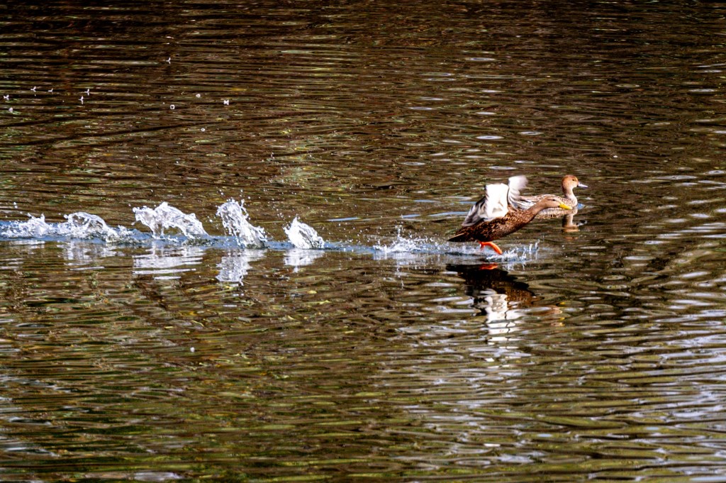 PARQUE TANGAMANGA; REFUGIO NACIONAL DE AVES MIGRATORIAS DE&nbsp;NORTEAMÉRICA