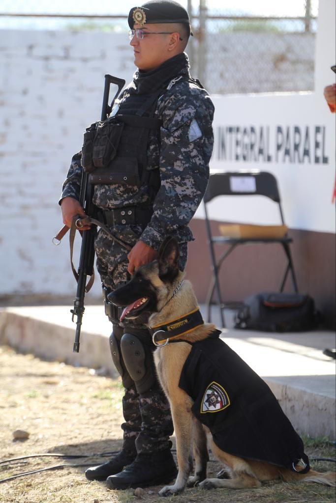 Primera Sindicatura de la Capital inicia investigación por muerte de mascotas comunitarias en Villa Magna 