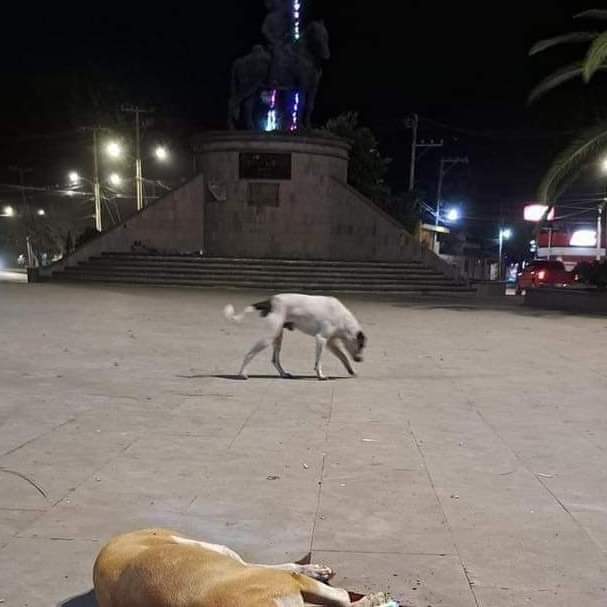 LE PRENDEN CUETE A PERRITO Y LO MATAN FGE YA&nbsp;INVESTIGA