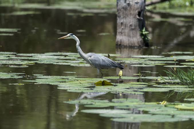 SAN LUIS POTOSÍ SERÁ SEDE DEL DÍA MUNDIAL DE LOS&nbsp;HUMEDALES