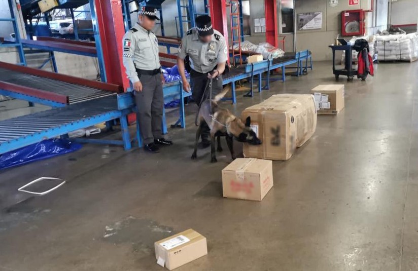 EN SLP, GUARDIA NACIONAL ASEGURA 31 KILOS DE APARENTE MARIHUANAQUE PRETENDÍA SER ENVIADA A TAMAULIPAS Y&nbsp;MICHOACÁN