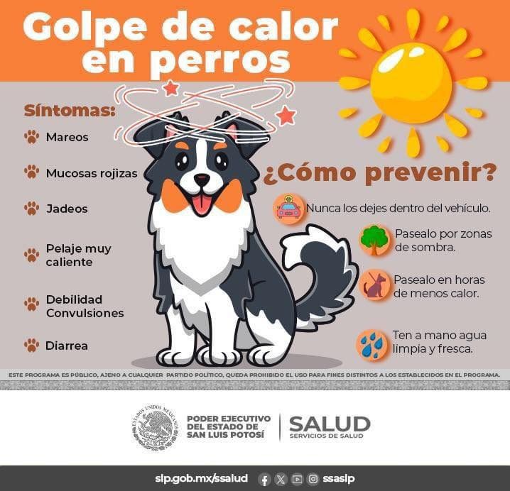 GOBIERNO MUNICIPAL DIFUNDE RECOMENDACIONES PARA EVITAR GOLPE DE CALOR EN MASCOTAS 