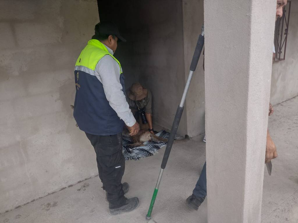 ESTADO COLABORA EN CAPTURA Y LIBERACIÓN DE UN PUMA EN SU HÁBITAT&nbsp;NATURAL