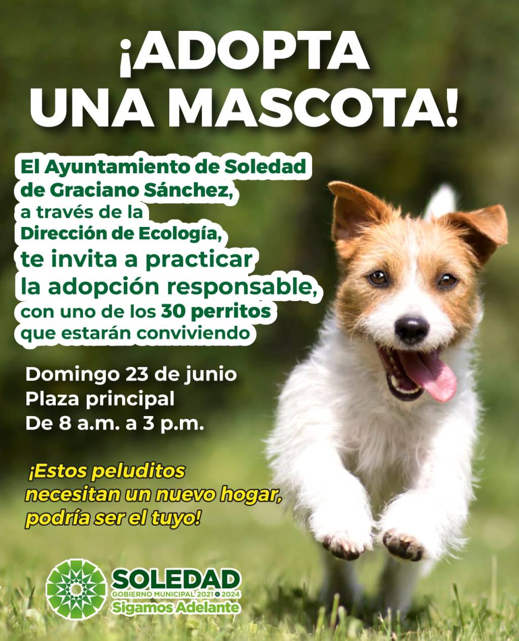 MUNICIPIO DE SOLEDAD INVITA A JORNADA DE ADOPCIÓN DE MASCOTAS, ESTE&nbsp;DOMINGO
