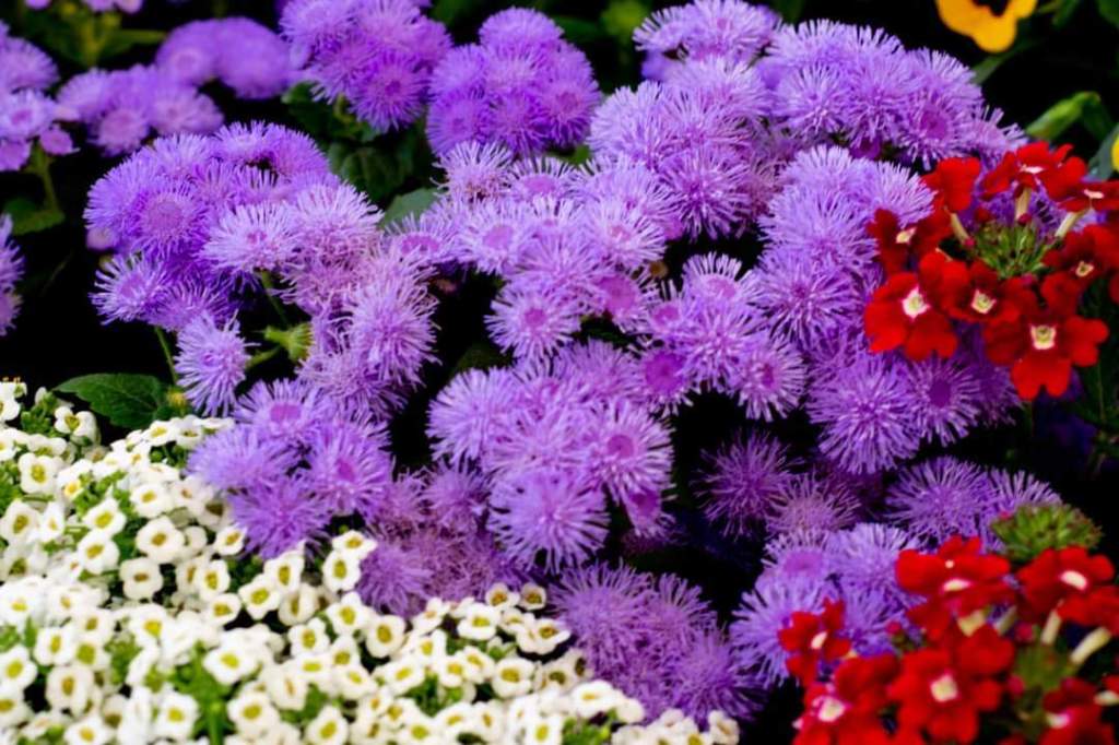 FESTIVAL DE LAS FLORES 2024 EN SOLEDAD AMPLÍA CAPACIDAD PARA RECIBIR A MÁS&nbsp;EXPOSITORES