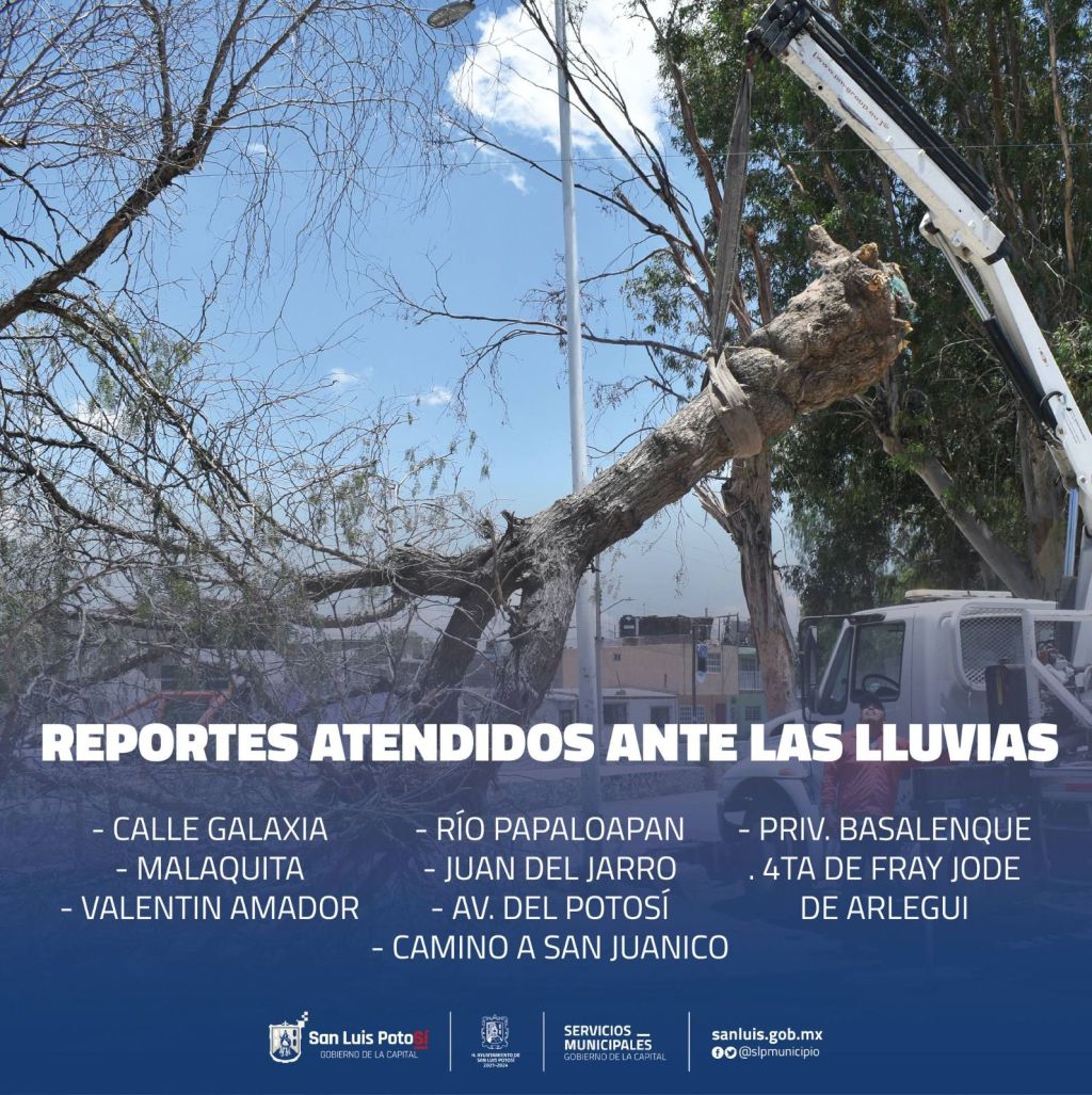 Gobierno de la Capital refuerza las atenciones por árboles caídos a causa de las&nbsp;lluvias