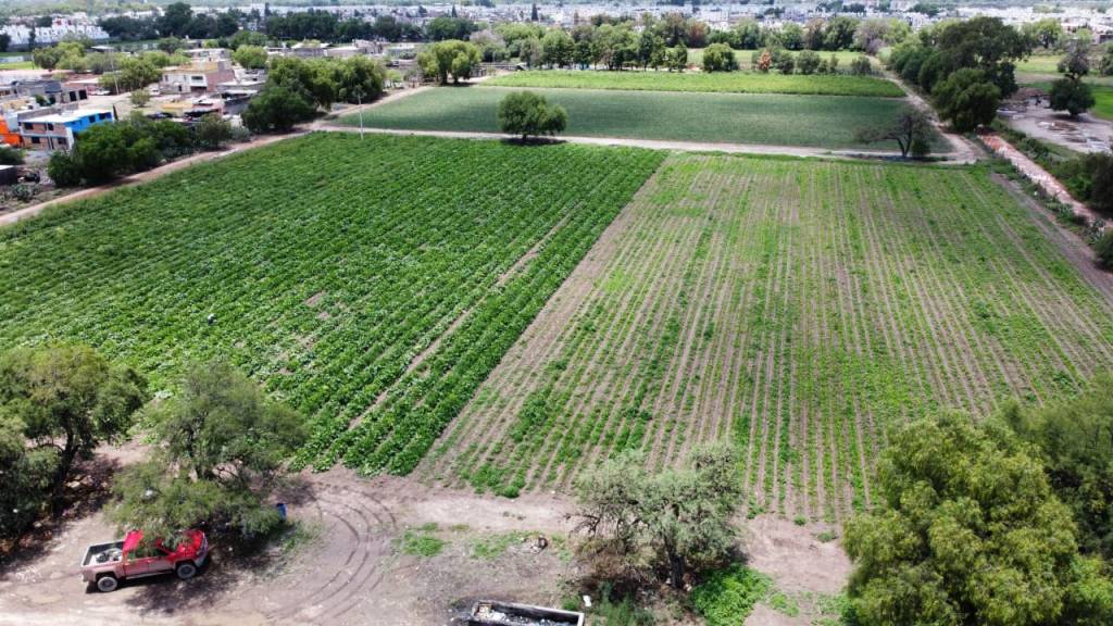 ACCIONES PREVENTIVAS FAVORECIERON AL CAMPO LOCAL SOLEDENSE, DURANTE&nbsp;LLUVIAS
