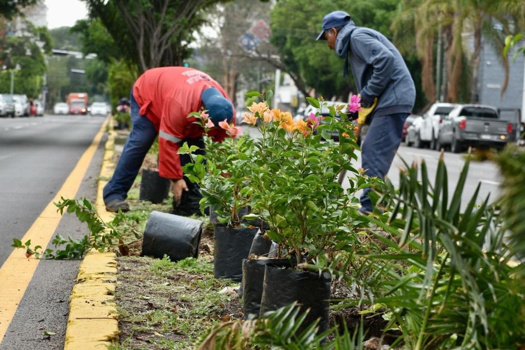 Gobierno de la Capital mantiene la regeneración de camellones y la preservación de espacios&nbsp;comunes