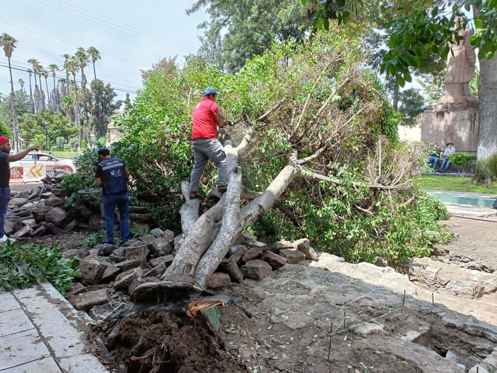Lluvias ocasionan caída de árbol en el Paseo&nbsp;Esmeralda