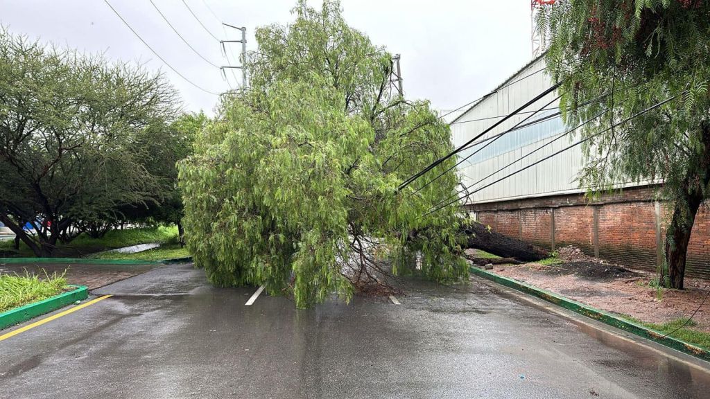 Tras torrenciales lluvias, Ayuntamiento interviene en poco tiempo en el retiro de árboles&nbsp;caídos