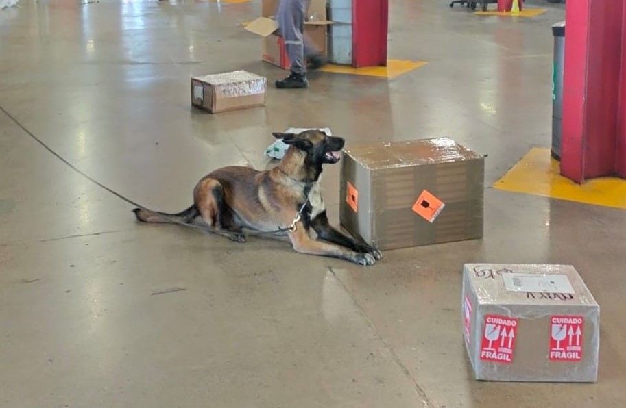 EN SLP, GUARDIA NACIONAL ASEGURA ENVÍOS CON MÁS DE 8 KILOS DE POSIBLE MARIHUANA EN EMPRESA DE&nbsp;MENSAJERÍA