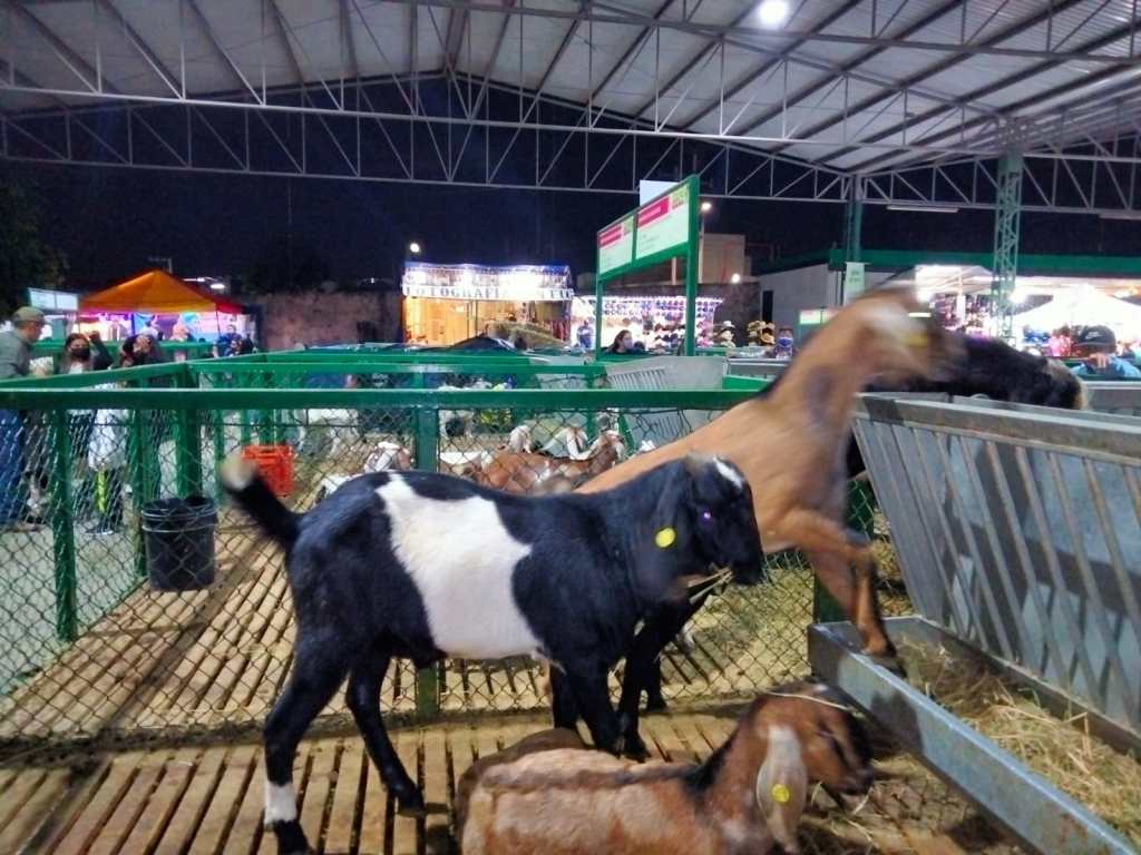 ESTADO PREMIARÁ AL MEJOR GANADO CAPRINO DE MÉXICO DURANTE LA&nbsp;FENAPO