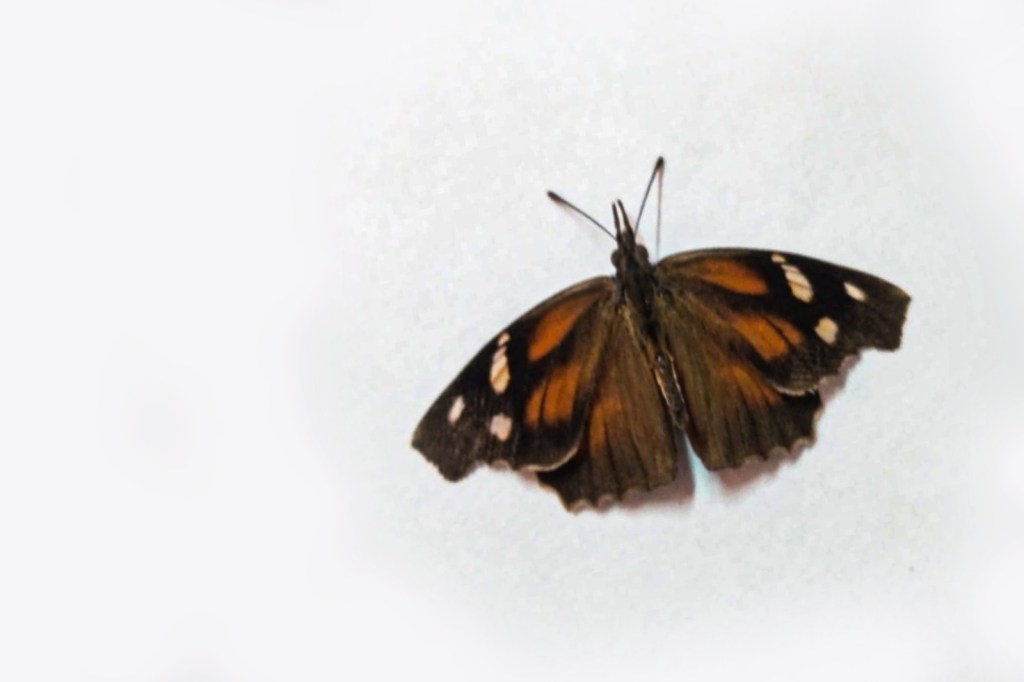 Condiciones climáticas propiciaron incremento de mariposa pinocho en San Luis Potosí: investigadora de la&nbsp;UASLP