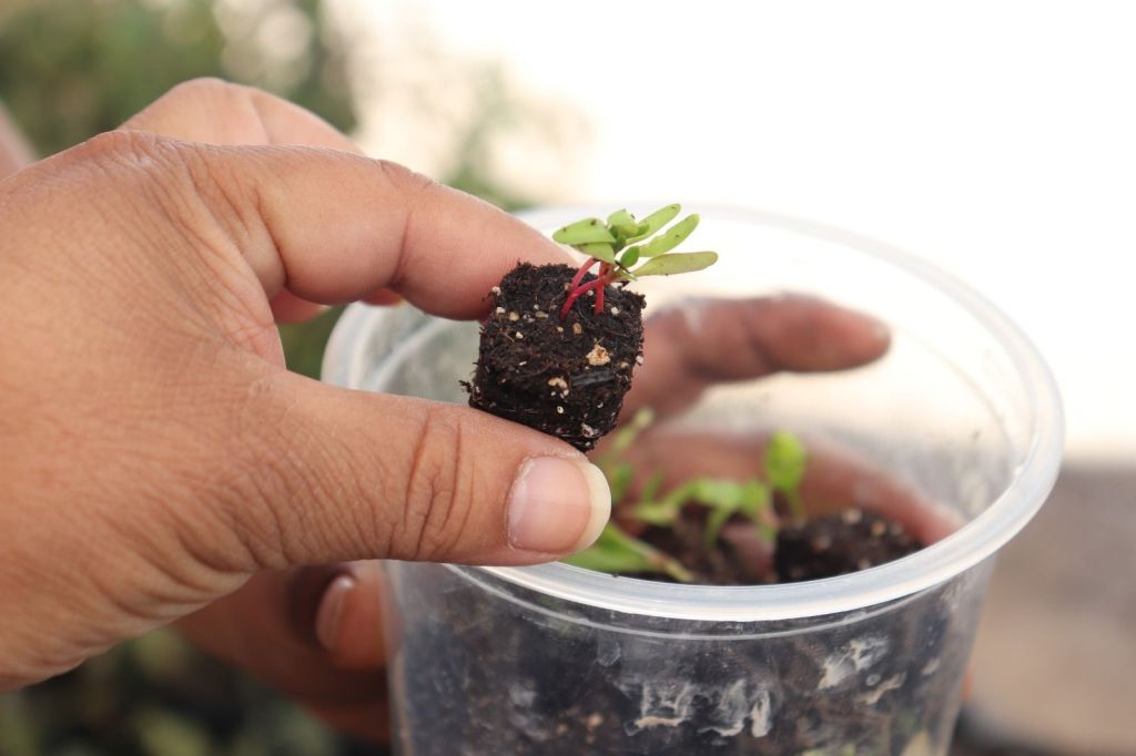 DIF Capitalino refuerza el bienestar alimentario en el Día Mundial de la&nbsp;Alimentación