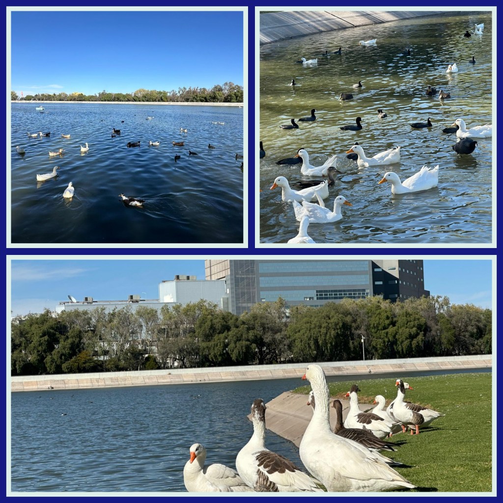 PARQUES TANGAMANGA: ESPACIOS SEGUROS PARA LA FAUNA SILVESTRE Y&nbsp;MIGRATORIA