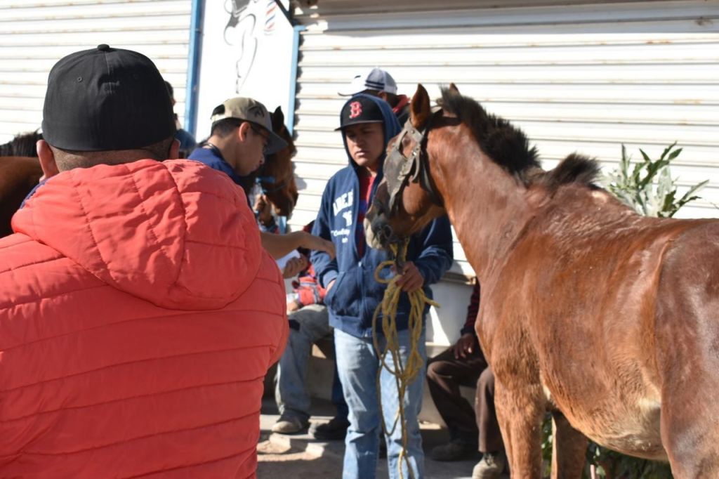 Gobierno de la Capital inicia revisión de equinos ocupados por recolectores voluntarios de&nbsp;desechos