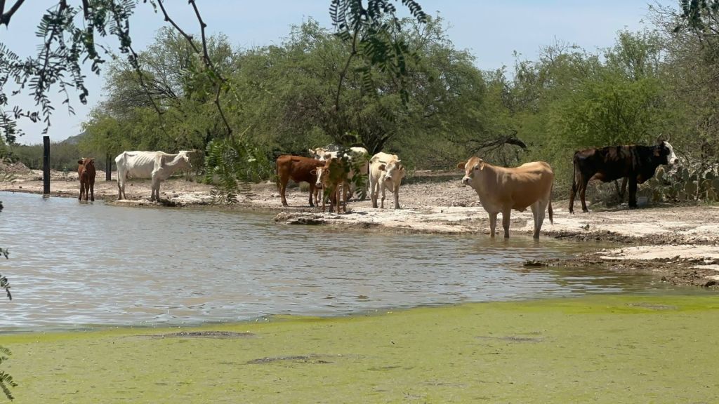 En 2024, Gobierno de la Capital impulsó al campo, a través de la Construcción y Rehabilitación de Bordos de&nbsp;Abrevadero