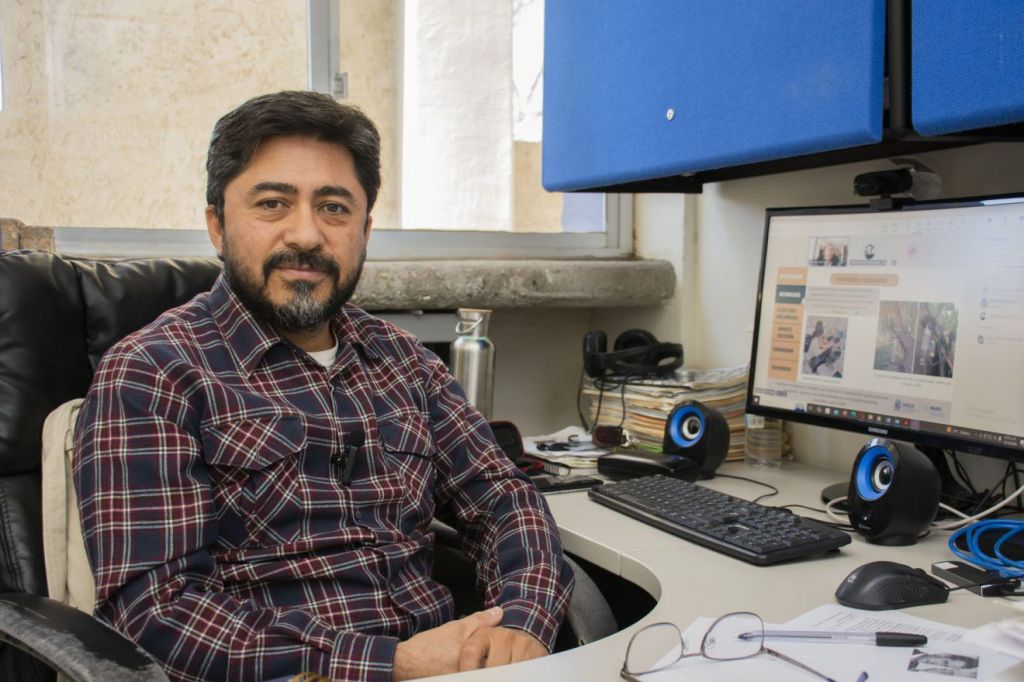 Pinos de navidad naturales pueden ser plantados o reciclados como composta: investigador de la UASLP