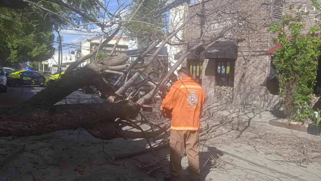 Gobierno de la Capital activa plan de emergencia para atención de incidencias por fuertes vientos registrados en la&nbsp;ciudad