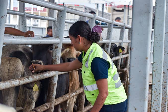 GOBIERNO ESTATAL FORTALECE CAMPAÑA CONTRA TUBERCULOSIS&nbsp;BOVINA