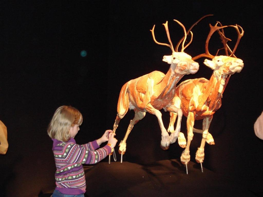 EL ESTADO RECIBIRÁ EXPOSICIÓN MUNDIAL “BODY WORLDS ANIMAL INSIDE OUT”