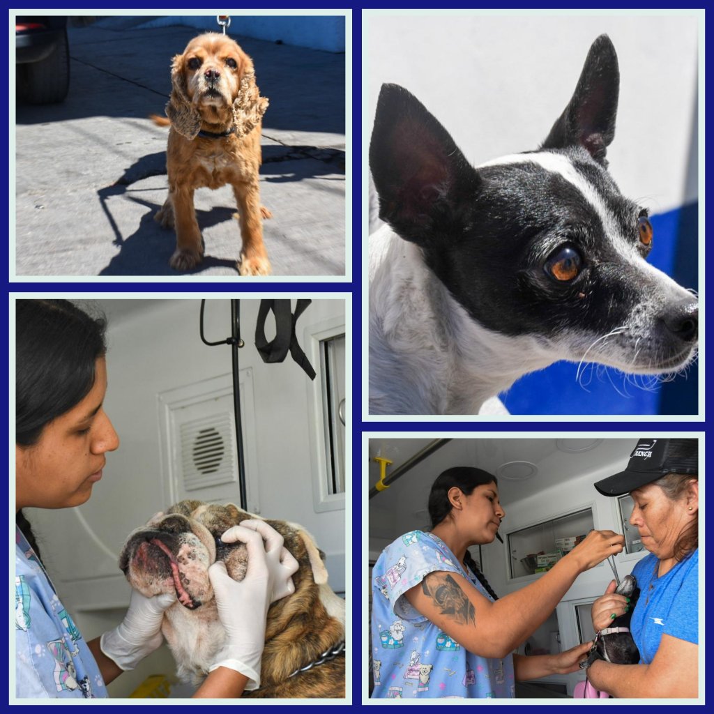 AMBUDOG EN SOLEDAD SIGUE FORTALECIENDO EL BIENESTAR ANIMAL CON ATENCIÓN&nbsp;GRATUITA