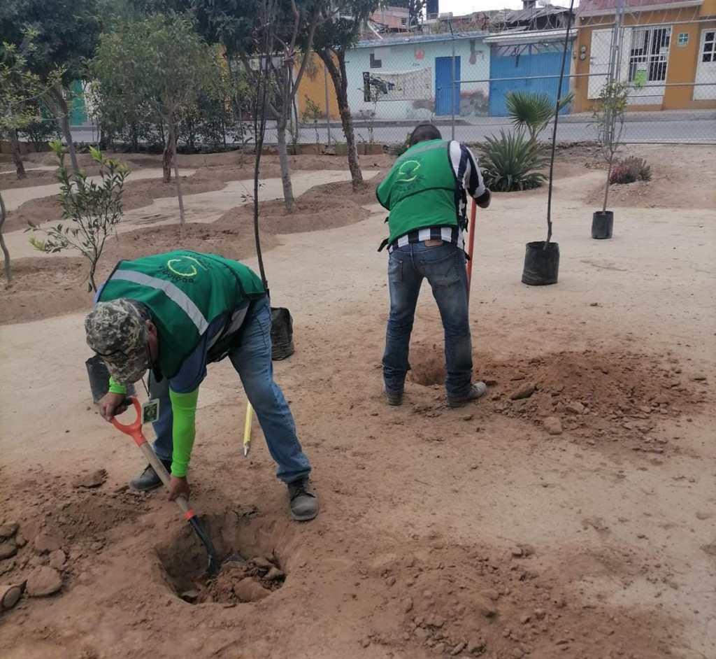 AYUNTAMIENTO DE SOLEDAD PREPARA JORNADA DE REFORESTACIÓN E IMPULSA EL CUIDADO&nbsp;AMBIENTAL