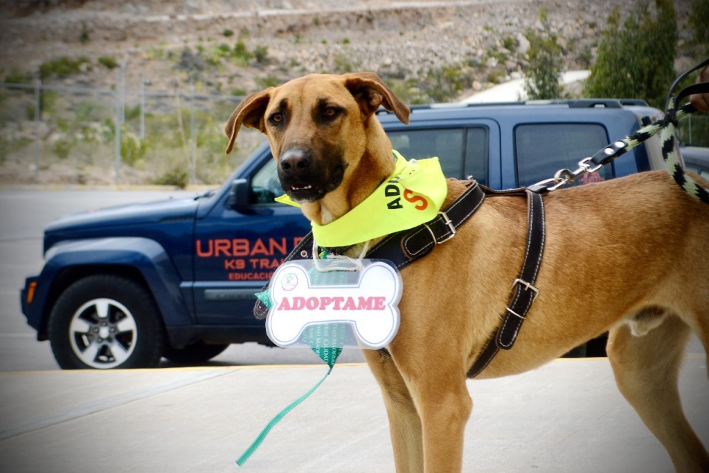 DOG FEST 2025 REGRESA AL CENTRO DE CONVENCIONES DE SLP EN SU QUINTA EDICIÓN