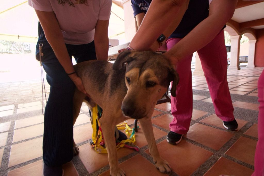 Un éxito en la Jornada de Vacunación Antirrábica en la Delegación La Pila