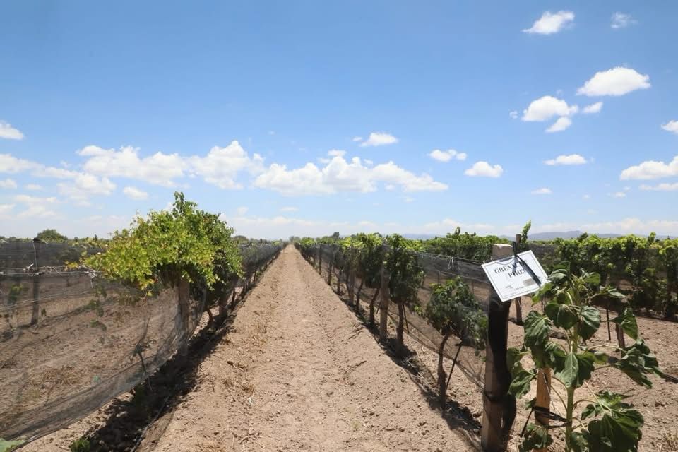 ¡PREPÁRATE PARA DISFRUTAR EL FESTIVAL INTERNACIONAL DEL VINO EN&nbsp;SLP!