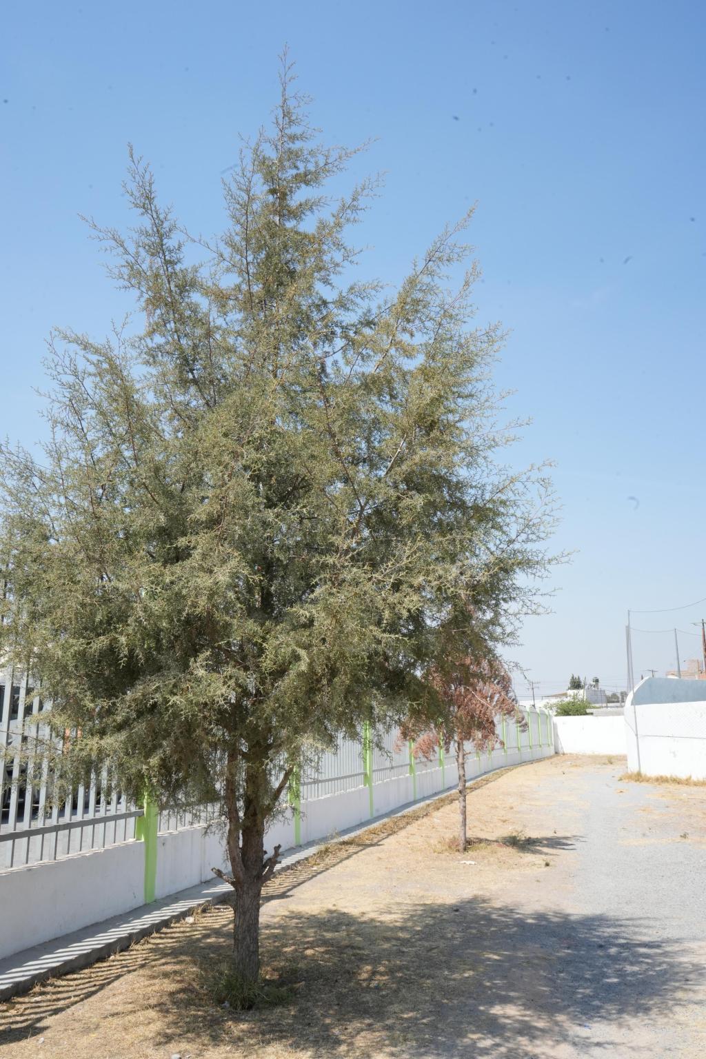 VILLA DE POZOS IMPULSA LA CONSERVACIÓN&nbsp;AMBIENTAL