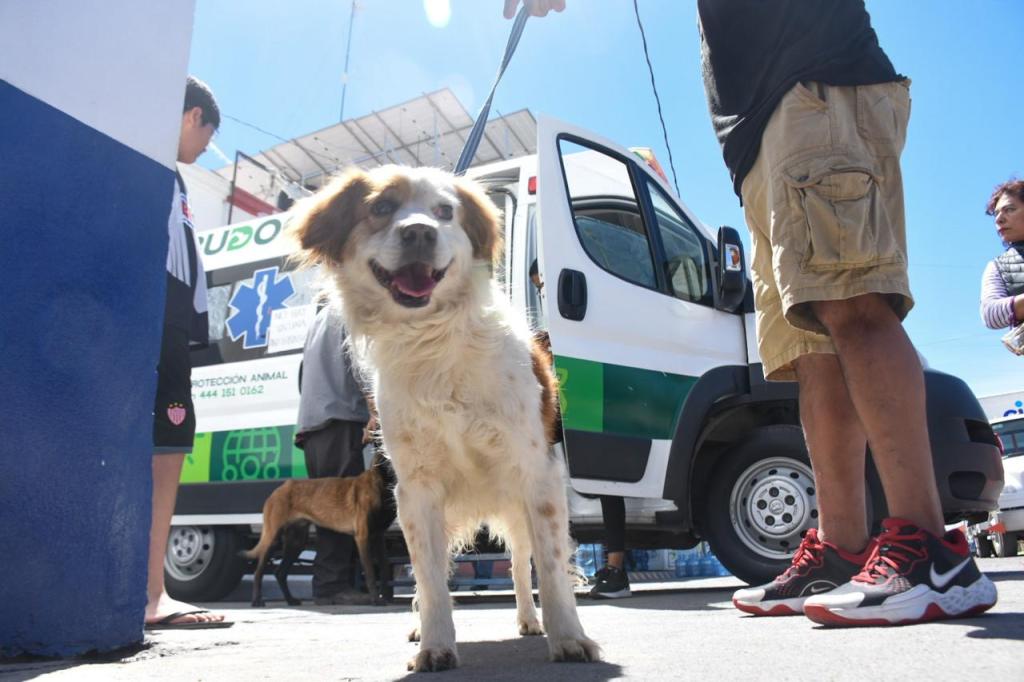 CON ATENCIÓN GRATUITA, AMBUDOG EN SOLEDAD GARANTIZA EL BIENESTAR&nbsp;ANIMAL