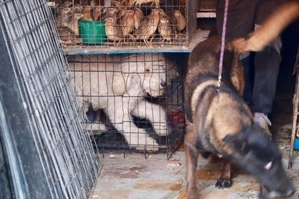 Ayuntamiento clausura negocio por maltrato&nbsp;animal
