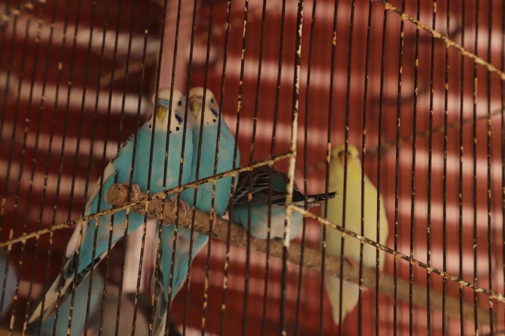 Gobierno de la Capital refuerza operativos para proteger a los&nbsp;animales