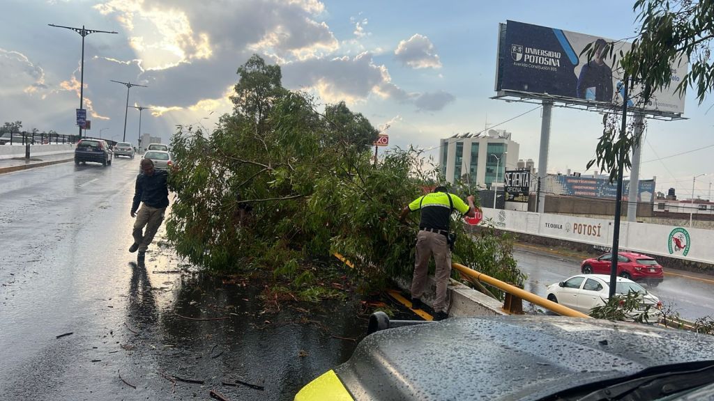 Gobierno de la Capital atiende caída de árboles y cierre de vialidades por lluvias de este&nbsp;martes