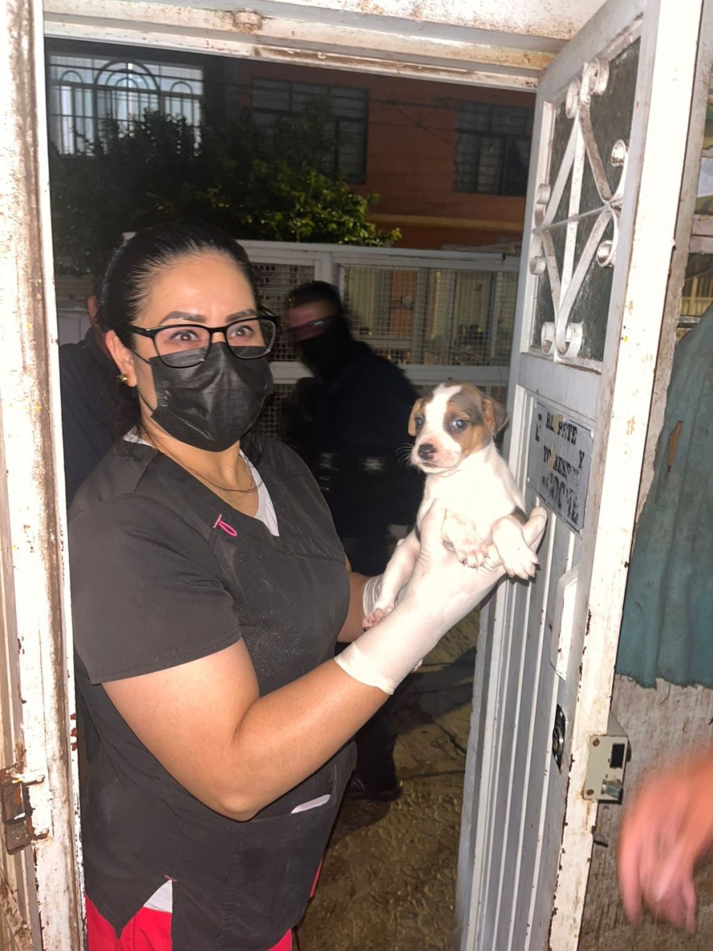 Gobierno de la Capital rescata 27 perros víctimas de&nbsp;maltrato