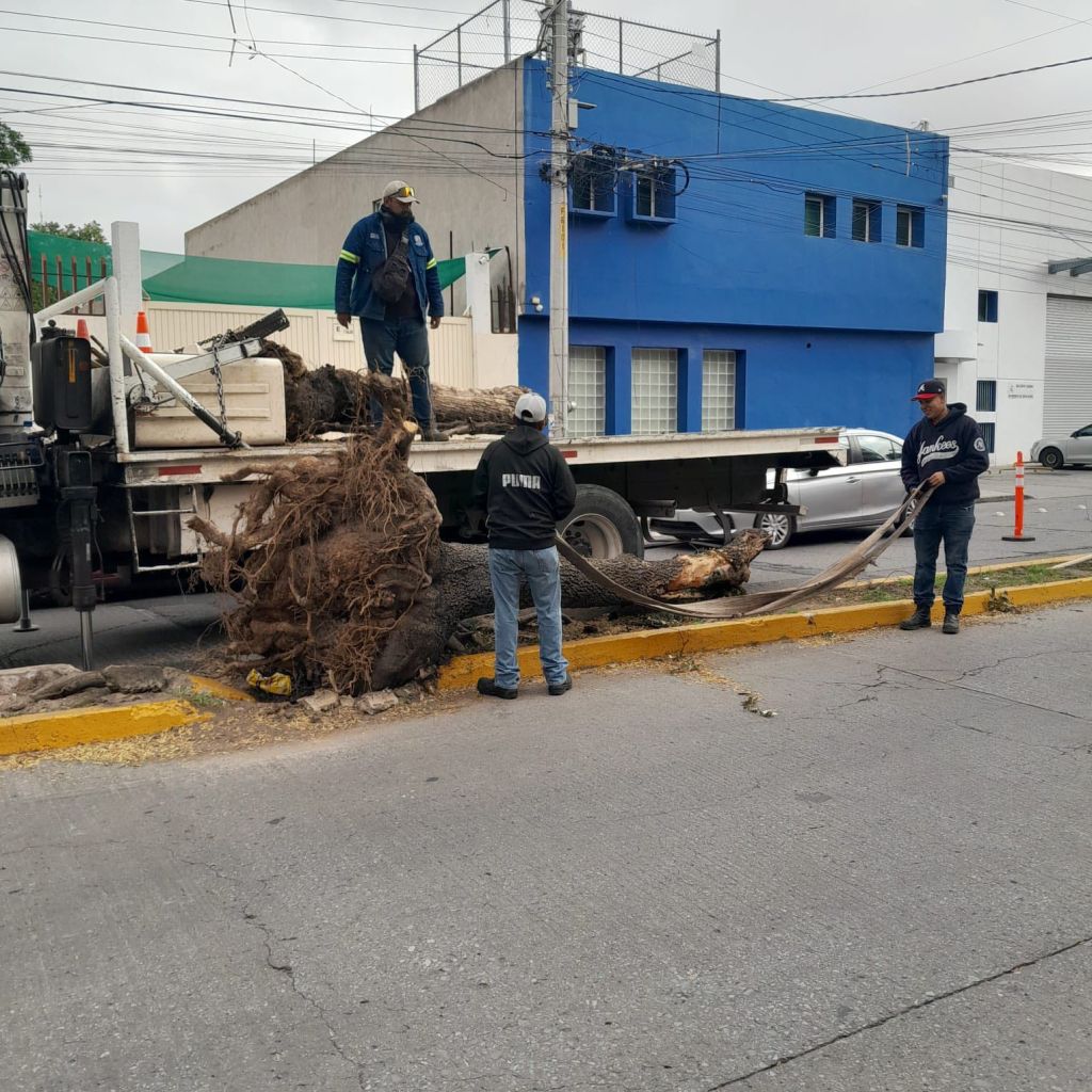 El Gobierno de la Capital embellece la ciudad con acciones de mantenimiento&nbsp;urbano