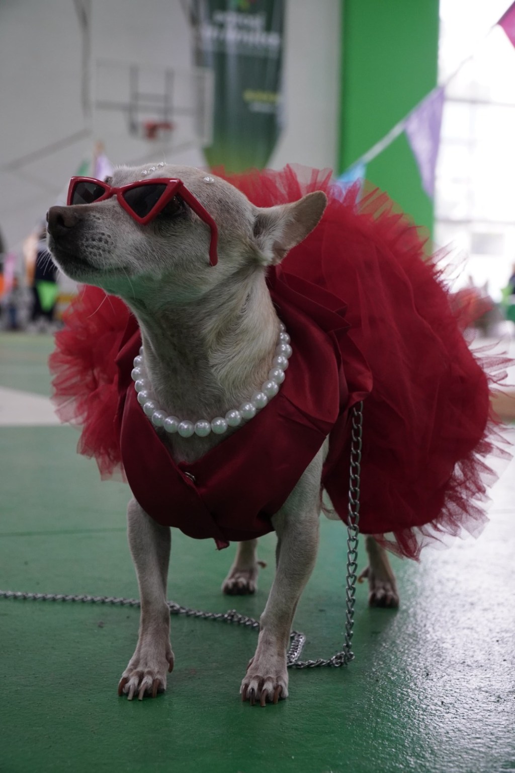 ¡SAN LUIS VIBRA CON ALEGRÍA Y CONVIVENCIA EN EL DOG FEST JUVENTUD&nbsp;2025!