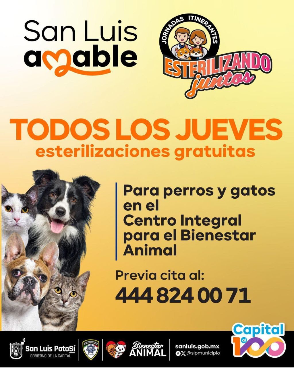 Con esterilizaciones gratuitas, Gobierno Capitalino respalda a rescatistas y agrupaciones que protegen a perros y&nbsp;gatos