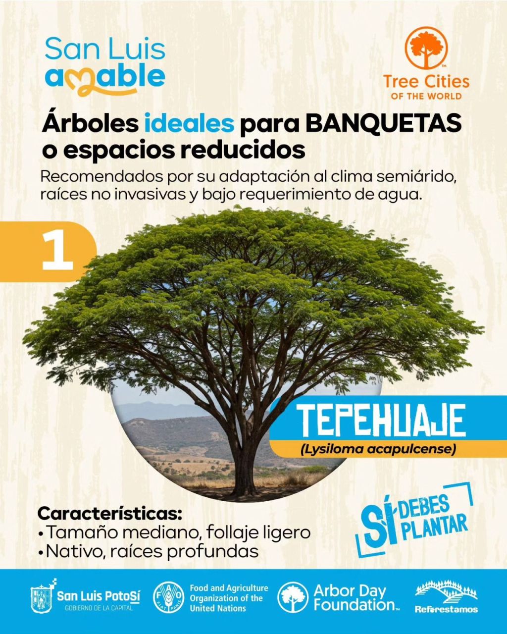 Promueve Gobierno de la Capital especies de árboles ideales para banquetas y espacios&nbsp;reducidos