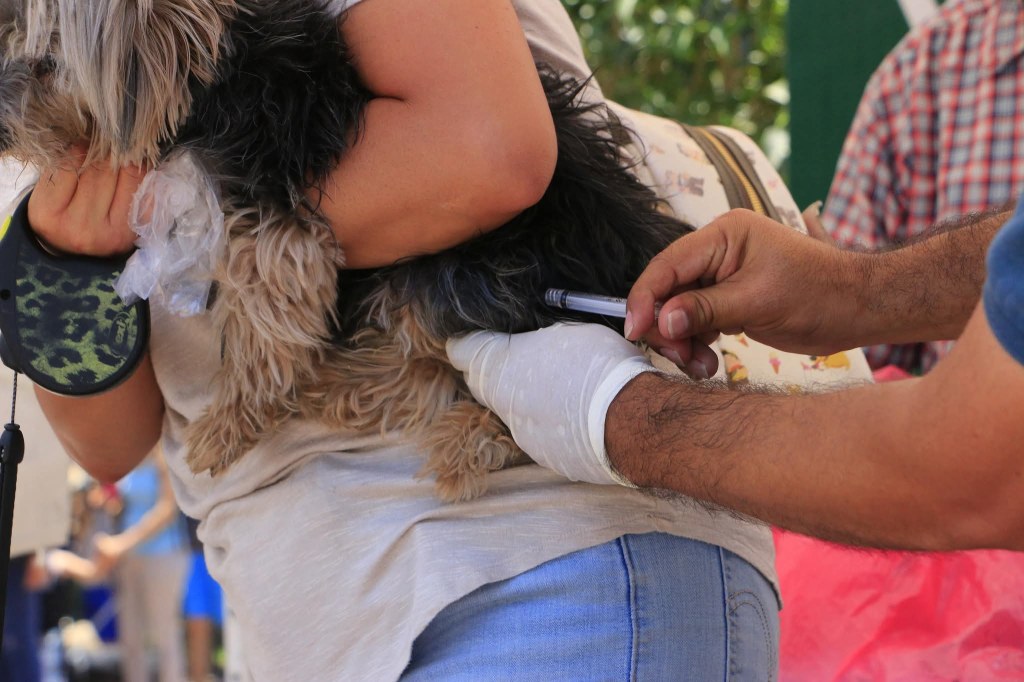 VILLA DE POZOS BUSCA CREAR PROGRAMA PERMANENTE DE ESTERILIZACIÓN EN&nbsp;ANIMALES