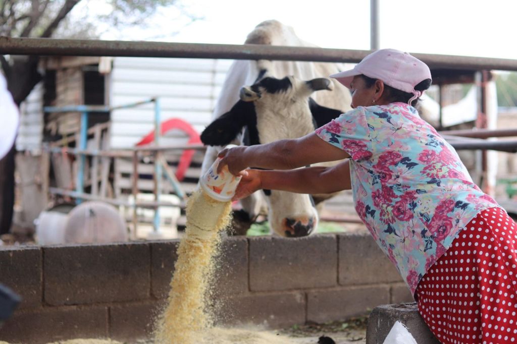 Gobierno de la Capital reafirma su respaldo al campo de San Luis Capital con entrega de maíz para productores&nbsp;ganaderos