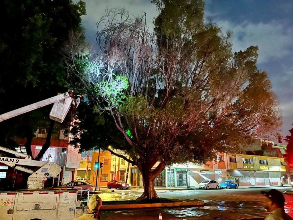 Gobierno de la Capital realiza poda sanitaria en Reforma para frenar plaga y proteger a la&nbsp;ciudadanía