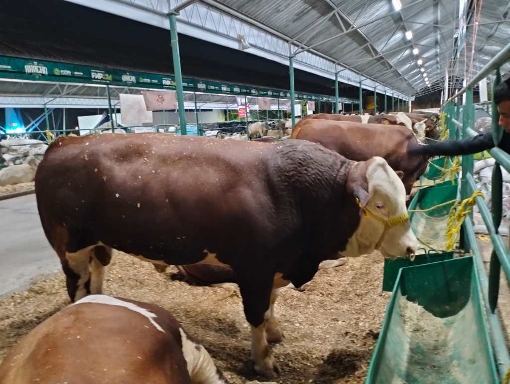 GANADO DE ALTA CALIDAD SE EXPONDRÁ EN LA&nbsp;FENAPO