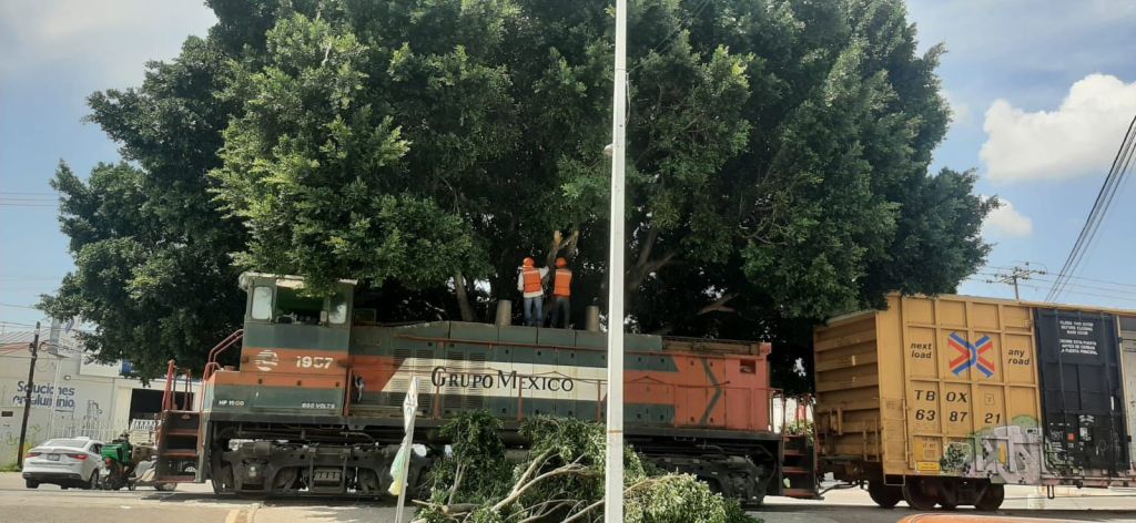 Sancionará Ayuntamiento de SLP poda ilegal de árbol en Av. Hernán&nbsp;Cortés