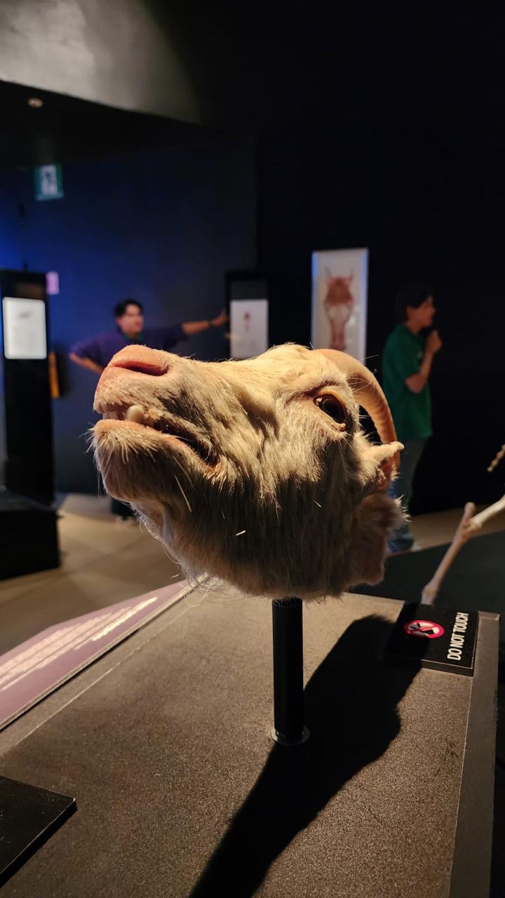 GRAN NOCHE ASTRONÓMICA EN MUSEO&nbsp;LABERINTO.